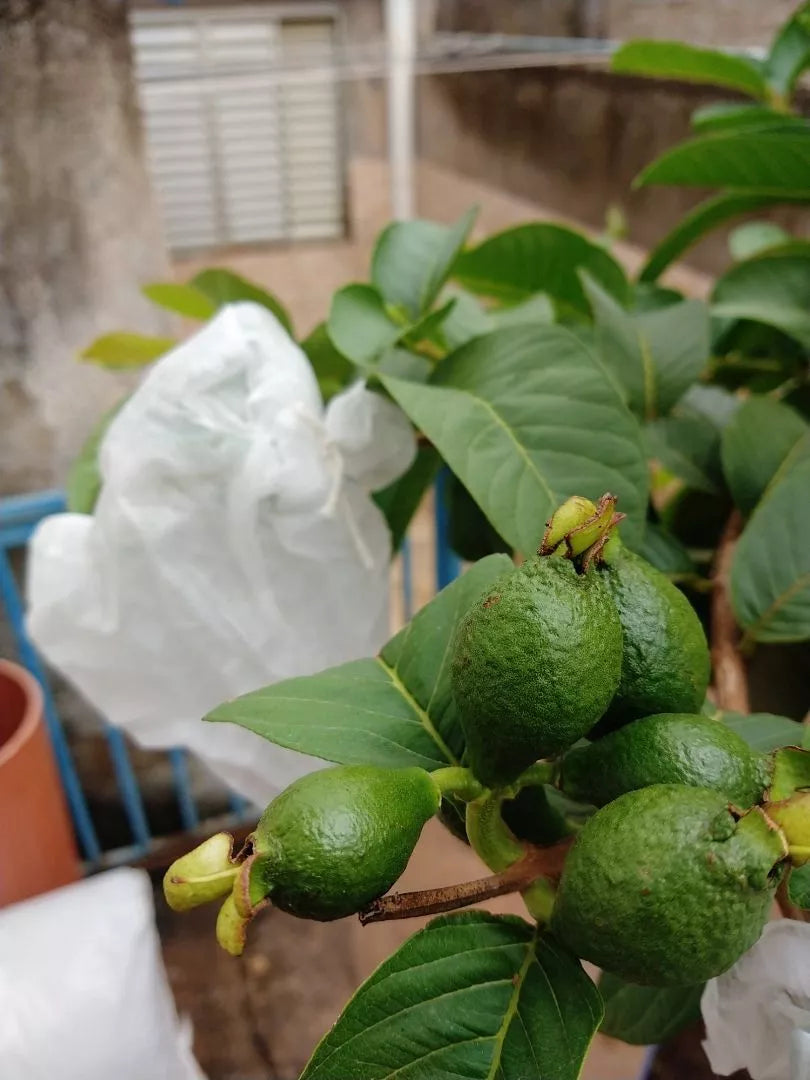 Josenildo, BA